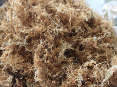 Sea moss